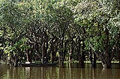 Tonle Sap - Kampong Phluk - Flooded mangrove forest